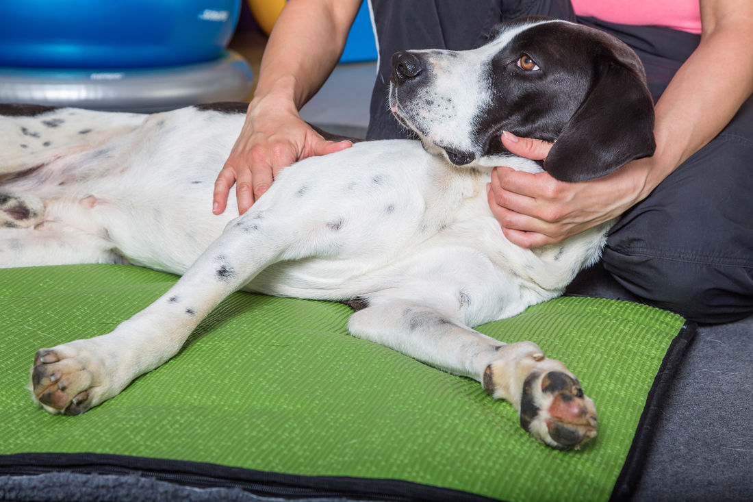 what is canine massage therapy